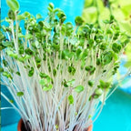 Fresh green curly kale microgreens sprouting from seeds, vibrant and healthy, perfect for salads and garnishes.