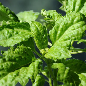 Basil lettuce leaf seeds from SeedsNow, small packets of herb seeds for planting basil in your garden or containers