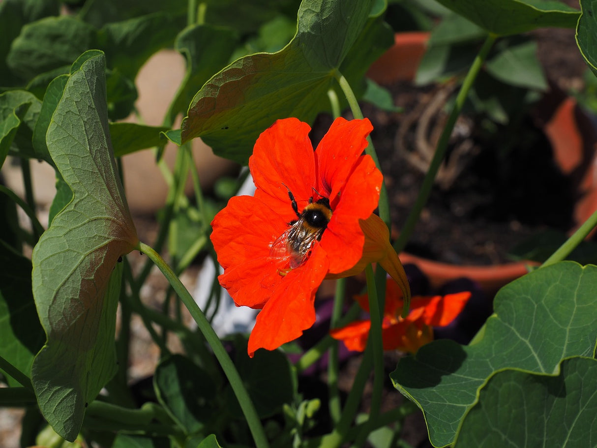 Nasturtium - Empress of India - SeedsNow.com