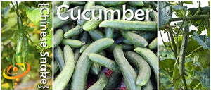 Cucumber - Chinese Snake.