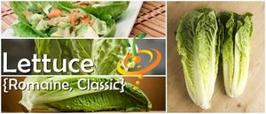 Lettuce - Romaine, Classic "Paris Island Cos".