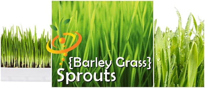 Sprouts/Microgreens - Barley Grass.