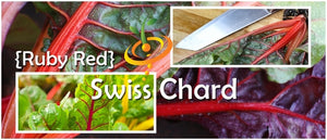 Swiss Chard - Ruby Red.