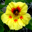 Nasturtium - Peach Melba - SeedsNow.com