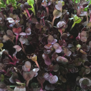 Sprouts/Microgreens - Radish, Rambo (Red) - SeedsNow.com