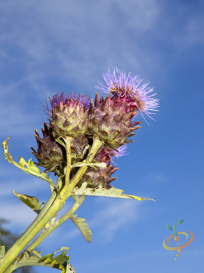 Cardoon.