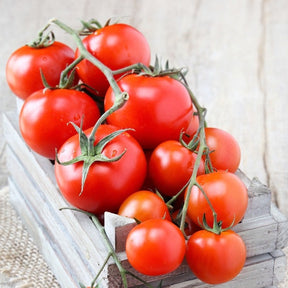 Indeterminate Tomato Money Maker seed packet from SeedsNow, featuring vibrant tomato illustrations on a white background.