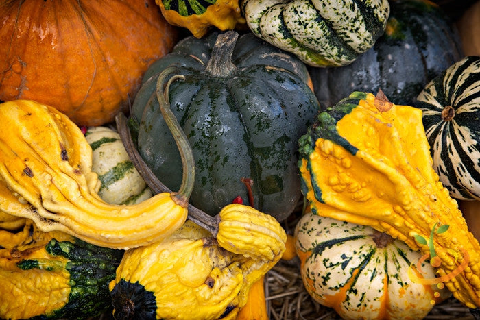 Gourd - Crown of Thorns - SeedsNow.com