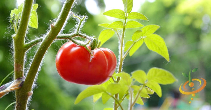 Tomato - Manitoba (Determinate) - SeedsNow.com