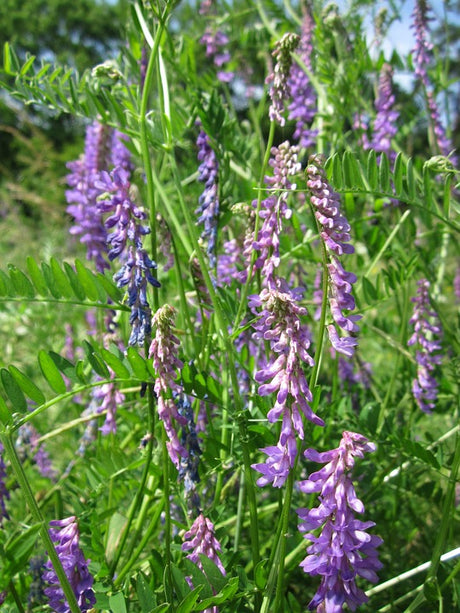 Cover crop hairy vetch seeds, vicia villosa, shown in image, ideal for soil health and nitrogen fixation in cover cropping.